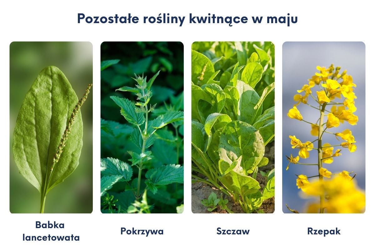 Uczulające rośliny pylące w maju: babka lancetowata, pokrzywa, szczaw, rzepak