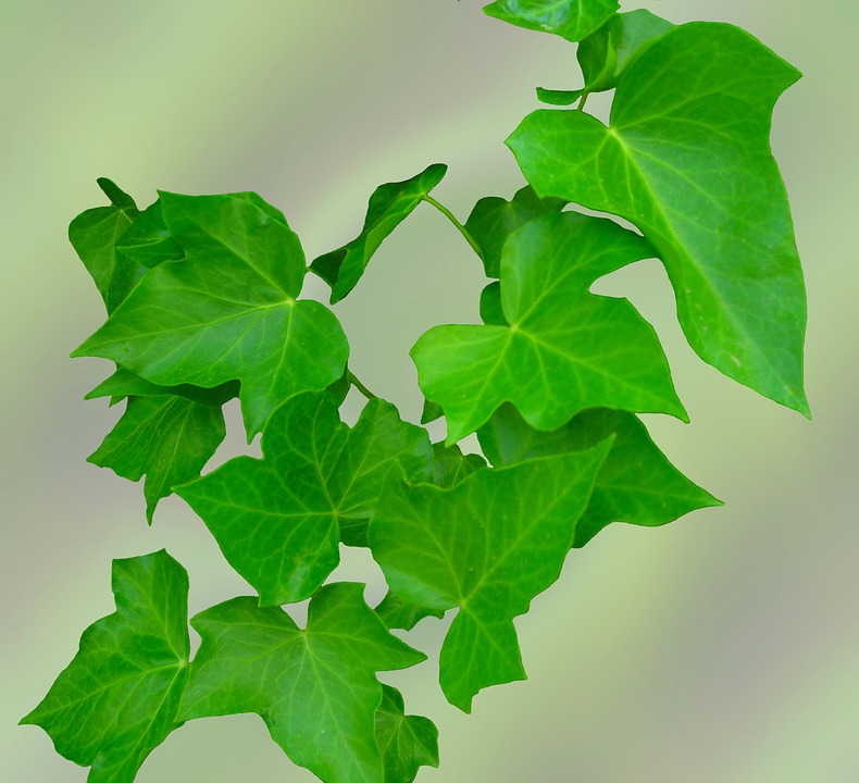 Bluszcz pospolity, Zródło: https://pixabay.com/en/ivy-leaves-green-climber-1406536/