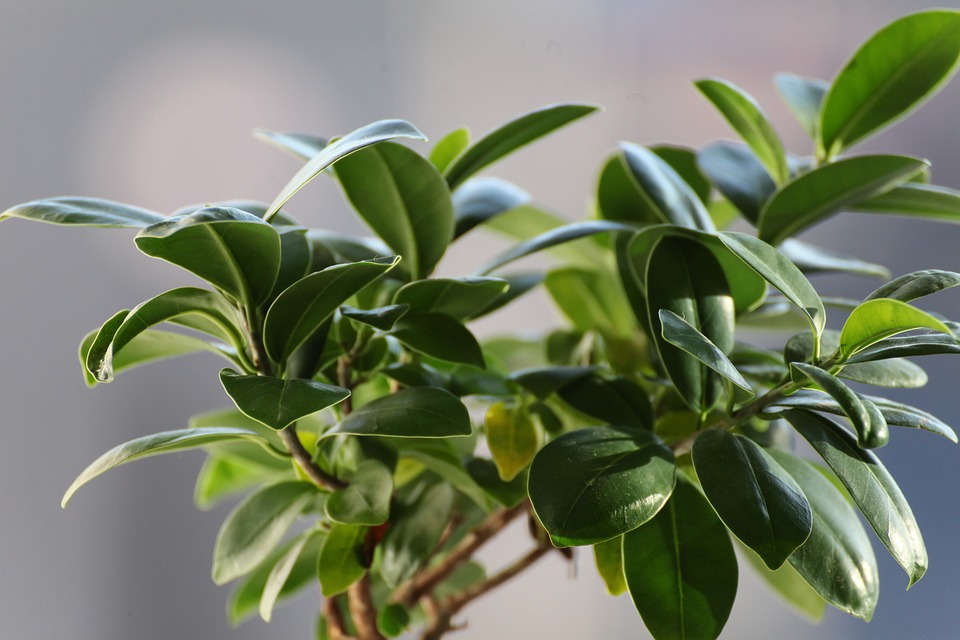 Ficus benjamina, źródło: https://pixabay.com/id/ficus-daun-tanaman-vegetasi-hijau-2682320/