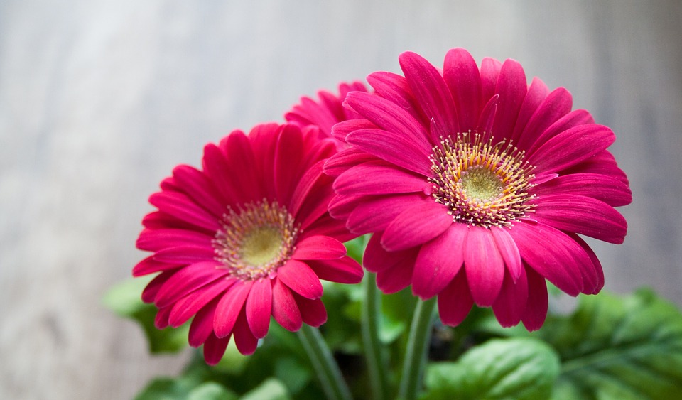 Gerbera Jamesona, Żródlo: https://pixabay.com/en/flower-spring-summer-gerbera-631765/