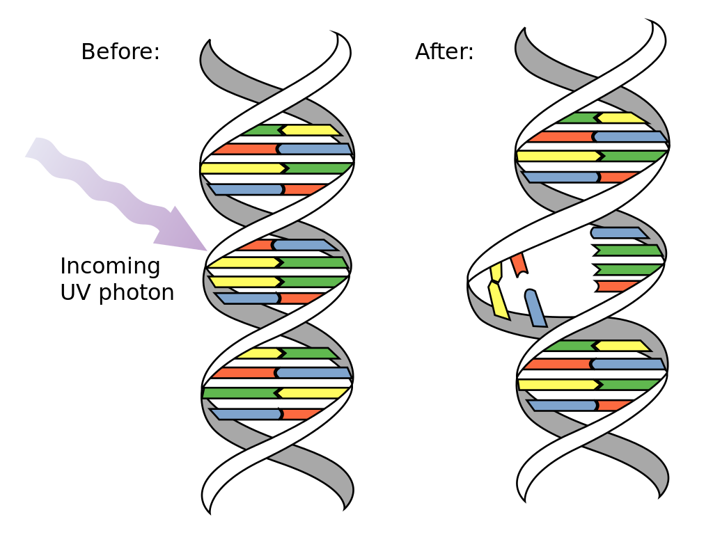 
UV-mutacja-DNA-1
