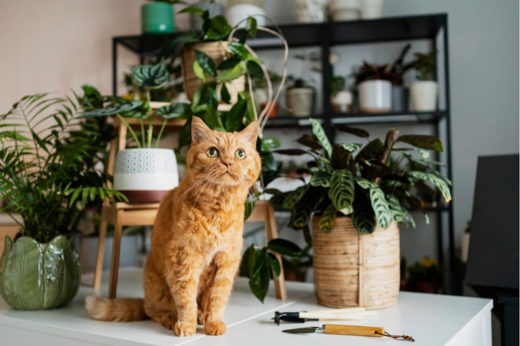 kot stoi pośród roślin